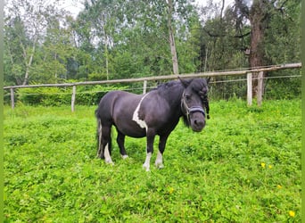 Shetland Ponies, Gelding, 15 years