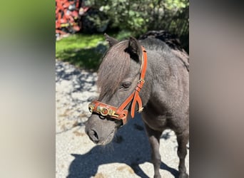 Shetland Ponies, Gelding, 16 years, 10,2 hh, Black