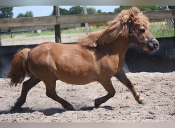 Shetland Ponies, Gelding, 16 years, Chestnut-Red