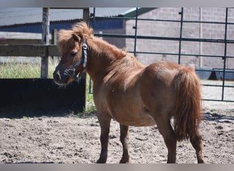 Shetland Ponies, Gelding, 16 years, Chestnut-Red