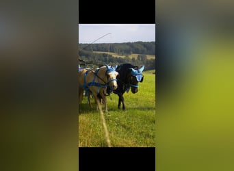 Shetland Ponies, Gelding, 17 years, 10.1 hh, Black