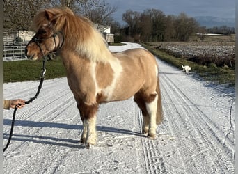 Shetland Ponies, Gelding, 17 years, 8.3 hh, Pinto