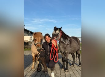 Shetland Ponies, Gelding, 17 years, 8,3 hh