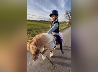 Shetland Ponies, Gelding, 17 years, 8,3 hh, Pinto