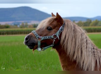 Shetland Ponies, Gelding, 18 years, 10 hh, Chestnut-Red