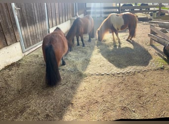 Shetland Ponies, Gelding, 18 years, 9 hh, Pinto