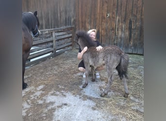 Shetland Ponies, Gelding, 1 year, 10.2 hh, Black