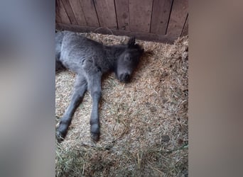 Shetland Ponies, Gelding, 1 year, 10.2 hh, Black