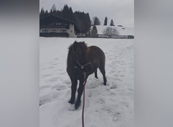 Shetland Ponies, Gelding, 1 year, 10.2 hh, Black