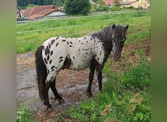 Shetland Ponies, Gelding, 1 year, 9.2 hh, Leopard-Piebald