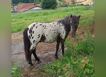 Shetland Ponies, Gelding, 1 year, 9.2 hh, Leopard-Piebald