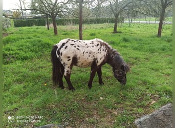 Shetland Ponies, Gelding, 1 year, 9.2 hh, Leopard-Piebald