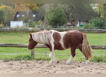 Shetland Ponies, Gelding, 1 year, 9,2 hh, Pinto