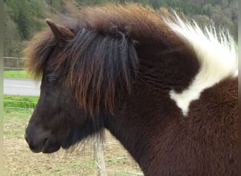 Shetland Ponies, Gelding, 1 year, 9.2 hh, Pinto