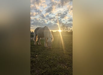 Shetland Ponies, Gelding, 22 years, 11.1 hh, Palomino