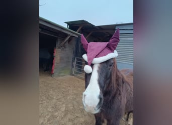 Shetland Ponies Mix, Gelding, 22 years, 11,1 hh, Bay-Dark