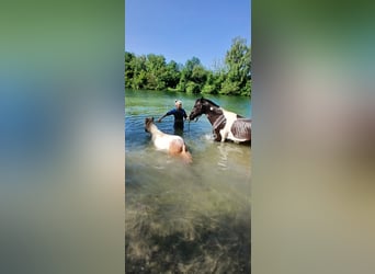 Shetland Ponies, Gelding, 23 years, 8,2 hh, Pinto
