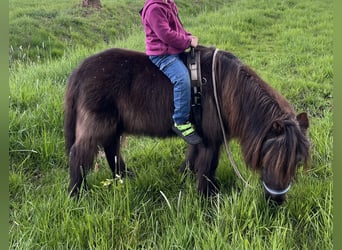 Shetland Ponies, Gelding, 25 years, 8,3 hh, Black