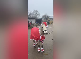 Shetland Ponies, Gelding, 28 years, 11.2 hh, Leopard-Piebald