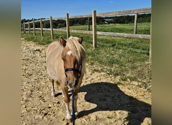 Shetland Ponies, Gelding, 2 years, 10 hh, Pinto