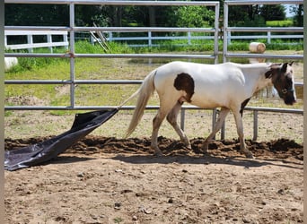 Shetland Ponies, Gelding, 2 years, 11 hh, Pinto