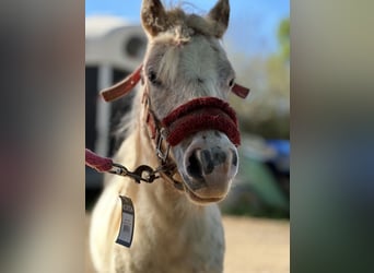 Shetland Ponies, Gelding, 2 years, 11,2 hh, White