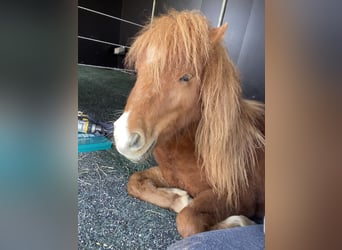 Shetland Ponies, Gelding, 2 years, 7.3 hh, Sorrel