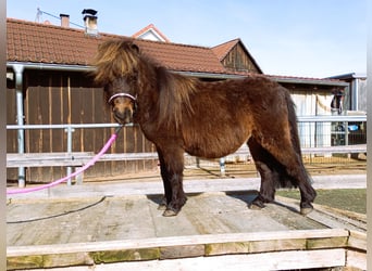 Shetland Ponies, Gelding, 2 years, 8 hh, Bay-Dark