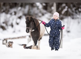Shetland Ponies, Gelding, 2 years, 9.2 hh, Leopard-Piebald