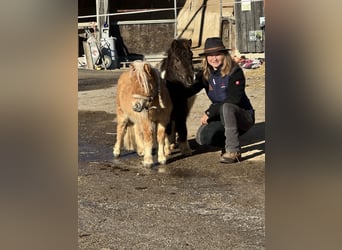 Shetland Ponies, Gelding, 2 years, 9.2 hh, Leopard-Piebald