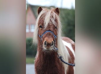 Shetland Ponies, Gelding, 2 years, 9,2 hh, Pinto