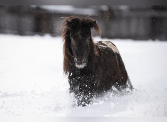 Shetland Ponies, Gelding, 2 years, 9,2 hh, Leopard-Piebald