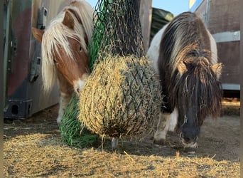 Shetland Ponies, Gelding, 2 years, Pinto