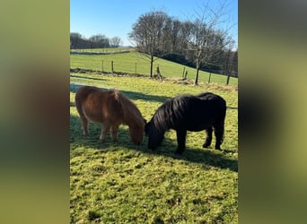 Shetland Ponies, Gelding, 30 years