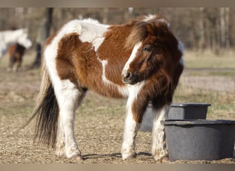 Shetland Ponies Mix, Gelding, 34 years, 10,1 hh, Pinto