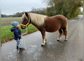 Shetland Ponies, Gelding, 3 years, 10,2 hh, Chestnut-Red