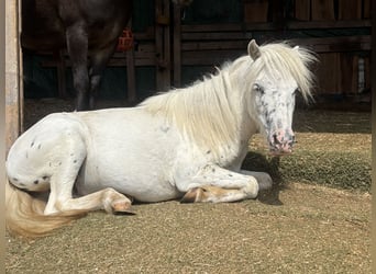 Shetland Ponies, Gelding, 3 years, 10,1 hh, Grey-Dapple