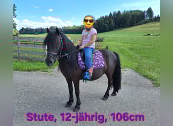 Shetland Ponies, Gelding, 3 years, 10,2 hh, Black