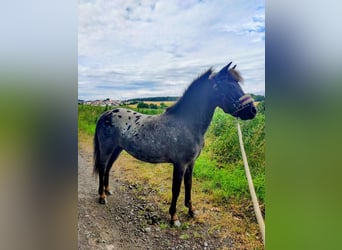 Shetland Ponies, Gelding, 3 years, 10,2 hh, Leopard-Piebald