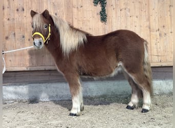 Shetland Ponies, Gelding, 3 years, 11 hh, Chestnut-Red