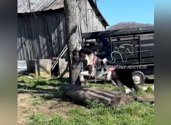 Shetland Ponies, Gelding, 3 years, 11 hh, Tobiano-all-colors