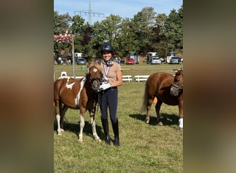 Shetland Ponies Mix, Gelding, 3 years, 11,2 hh, Pinto