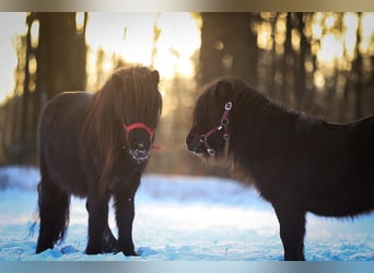 Shetland Ponies, Gelding, 3 years, 7,3 hh, Black