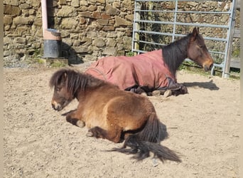 Shetland Ponies, Gelding, 3 years, 8.1 hh, Dun