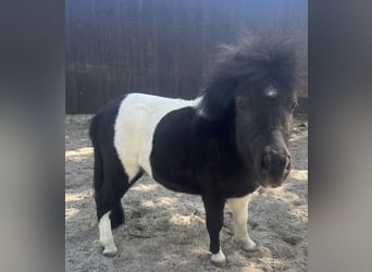 Shetland Ponies, Gelding, 3 years, 8.1 hh, Pinto