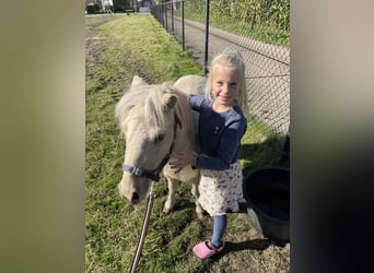 Shetland Ponies, Gelding, 3 years, 8,3 hh, Palomino