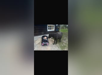 Shetland Ponies, Gelding, 3 years, 9,1 hh, Brown