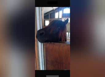 Shetland Ponies, Gelding, 3 years, 9,1 hh, Brown