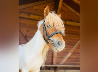 Shetland Ponies, Gelding, 3 years, 9,1 hh, Pinto