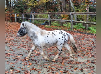 Shetland Ponies, Gelding, 3 years, 9,2 hh, Leopard-Piebald